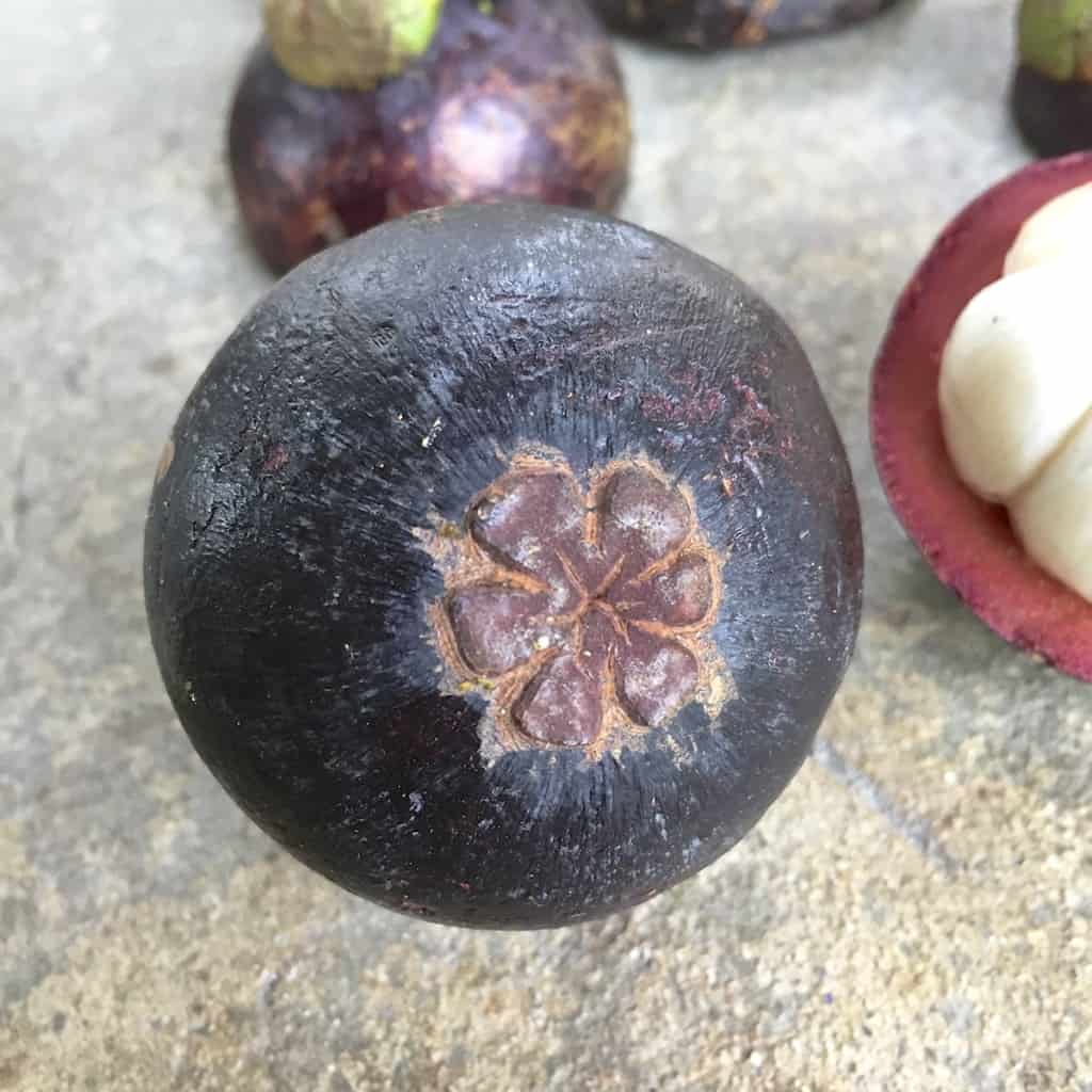 MANGOSTEEN 3